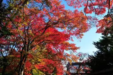 <p>Ketika mengambil jalur tur Kuil 'Bokyo-no-oka (bukit tempat melihat Kyoto)', Anda akan melewati terowongan pohon maple merah indah ini &nbsp;</p>